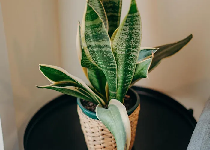 Coast Surf House 3* אספיניו