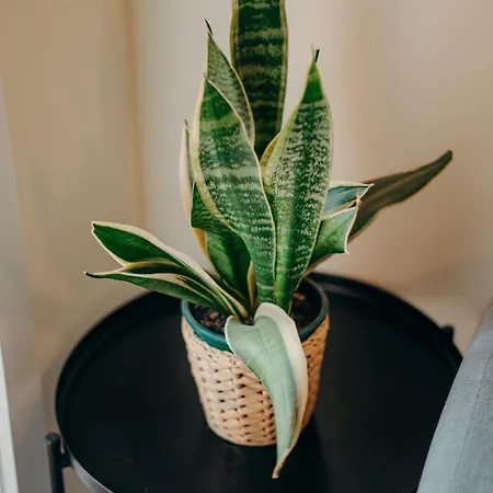 Coast Surf House 3* Espinho (Aveiro)